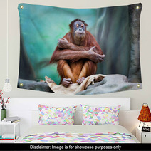 Female Orangutan Portrait Wall Art 94086384