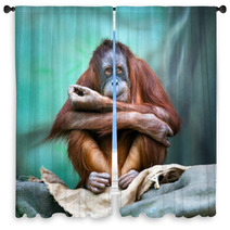 Female Orangutan Portrait Window Curtains 90122211