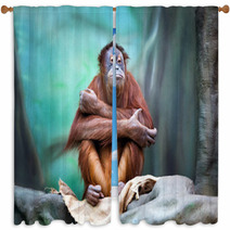 Female Orangutan Portrait Window Curtains 94086384