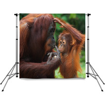 Female Orangutan With A Baby In The Wild. Indonesia. The Island Of Kalimantan (Borneo). An Excellent Illustration. Backdrops 97755119