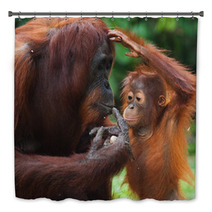Female Orangutan With A Baby In The Wild. Indonesia. The Island Of Kalimantan (Borneo). An Excellent Illustration. Bath Decor 97755119