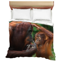 Female Orangutan With A Baby In The Wild. Indonesia. The Island Of Kalimantan (Borneo). An Excellent Illustration. Bedding 97755119