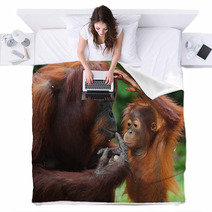Female Orangutan With A Baby In The Wild. Indonesia. The Island Of Kalimantan (Borneo). An Excellent Illustration. Blankets 97755119