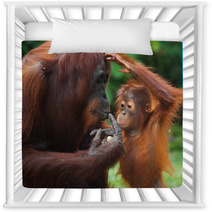 Female Orangutan With A Baby In The Wild. Indonesia. The Island Of Kalimantan (Borneo). An Excellent Illustration. Nursery Decor 97755119