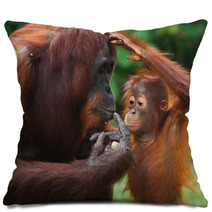 Female Orangutan With A Baby In The Wild. Indonesia. The Island Of Kalimantan (Borneo). An Excellent Illustration. Pillows 97755119