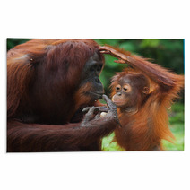 Female Orangutan With A Baby In The Wild. Indonesia. The Island Of Kalimantan (Borneo). An Excellent Illustration. Rugs 97755119