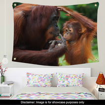 Female Orangutan With A Baby In The Wild. Indonesia. The Island Of Kalimantan (Borneo). An Excellent Illustration. Wall Art 97755119