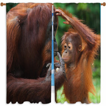 Female Orangutan With A Baby In The Wild. Indonesia. The Island Of Kalimantan (Borneo). An Excellent Illustration. Window Curtains 97755119