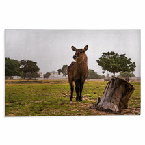 Female Waterbuck Standing Next To A Tree Trunck Rugs 100138434