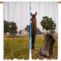 Female Waterbuck Standing Next To A Tree Trunck Window Curtains 100138434