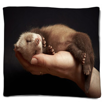 Ferret Baby In Hand Blankets 93577388