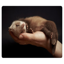 Ferret Baby In Hand Rugs 93577388