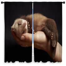 Ferret Baby In Hand Window Curtains 93577388