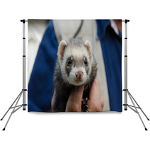 Ferret Being Held In A Mans Hand Backdrops 98286031