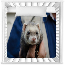 Ferret Being Held In A Mans Hand Nursery Decor 98286031