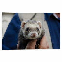 Ferret Being Held In A Mans Hand Rugs 98286031