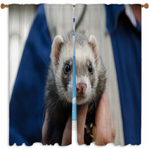 Ferret Being Held In A Mans Hand Window Curtains 98286031