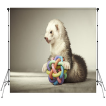 Ferret Playing With Toy In Studio Backdrops 99012149