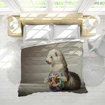 Ferret Playing With Toy In Studio Bedding 99012149
