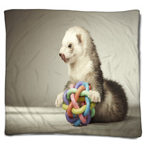 Ferret Playing With Toy In Studio Blankets 99012149