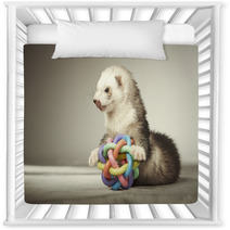 Ferret Playing With Toy In Studio Nursery Decor 99012149