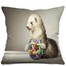 Ferret Playing With Toy In Studio Pillows 99012149