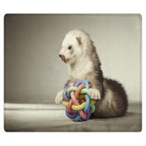Ferret Playing With Toy In Studio Rugs 99012149
