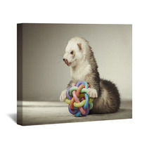 Ferret Playing With Toy In Studio Wall Art 99012149