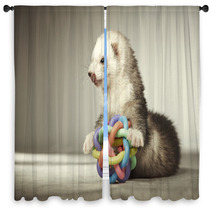 Ferret Playing With Toy In Studio Window Curtains 99012149