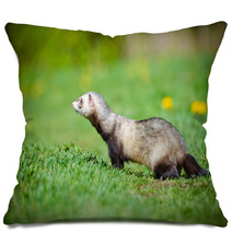 Ferret Walking Outdoors Pillows 65065132