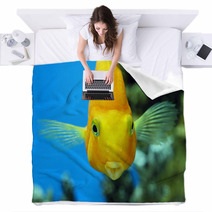 Fish Parrot Blankets 71441679