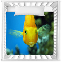 Fish Parrot Nursery Decor 71441679