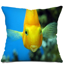 Fish Parrot Pillows 71441679