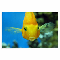 Fish Parrot Rugs 71441679