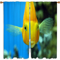 Fish Parrot Window Curtains 71441679