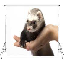 Fitch little on the hand Backdrops 87303256