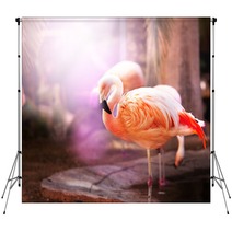 Flamingo Backdrops 50330504
