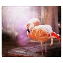 Flamingo Rugs 50330504