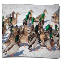 Flock Of Ducks In Winter Blankets 99772772