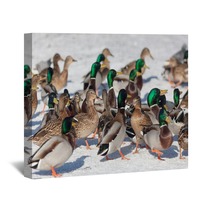 Flock Of Ducks In Winter Wall Art 99772772