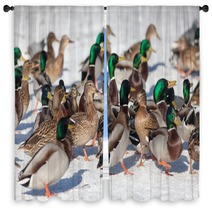 Flock Of Ducks In Winter Window Curtains 99772772