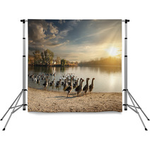 Flock Of Geese Backdrops 72217231