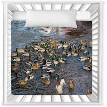Flock Of Many Mallard Ducks In The Water And A Seagull Flying Above Them Nursery Decor 100358385