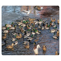 Flock Of Many Mallard Ducks In The Water And A Seagull Flying Above Them Rugs 100358385
