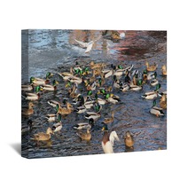 Flock Of Many Mallard Ducks In The Water And A Seagull Flying Above Them Wall Art 100358385