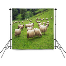 Flock Of Sheep Backdrops 55242683