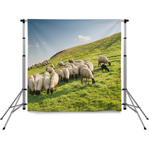 Flock Of Sheep Grazing Backdrops 97729982