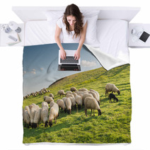 Flock Of Sheep Grazing Blankets 97729982