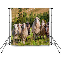 Flock Of Sheep Grazing On The Hills Of The Mountains Backdrops 71087106