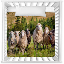 Flock Of Sheep Grazing On The Hills Of The Mountains Nursery Decor 71087106